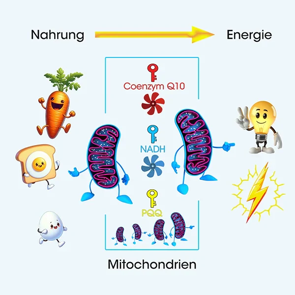 NEU: CELLNRG Sanagreen Mehr Energie – Tag für Tag und bei Spitzenleistung